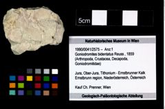 Foto (Objekt + Etikett) von Goniodromites bidentatus (Reuss, 1859)  (NHMW-GEO-1990-0041-2575)